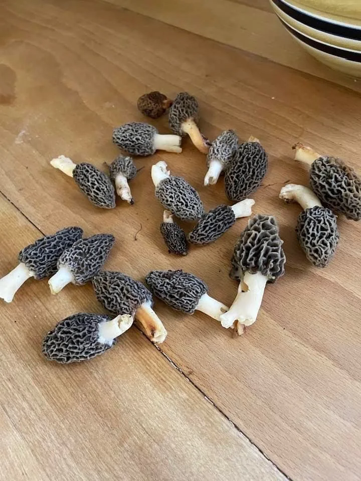 Mushroom foraging