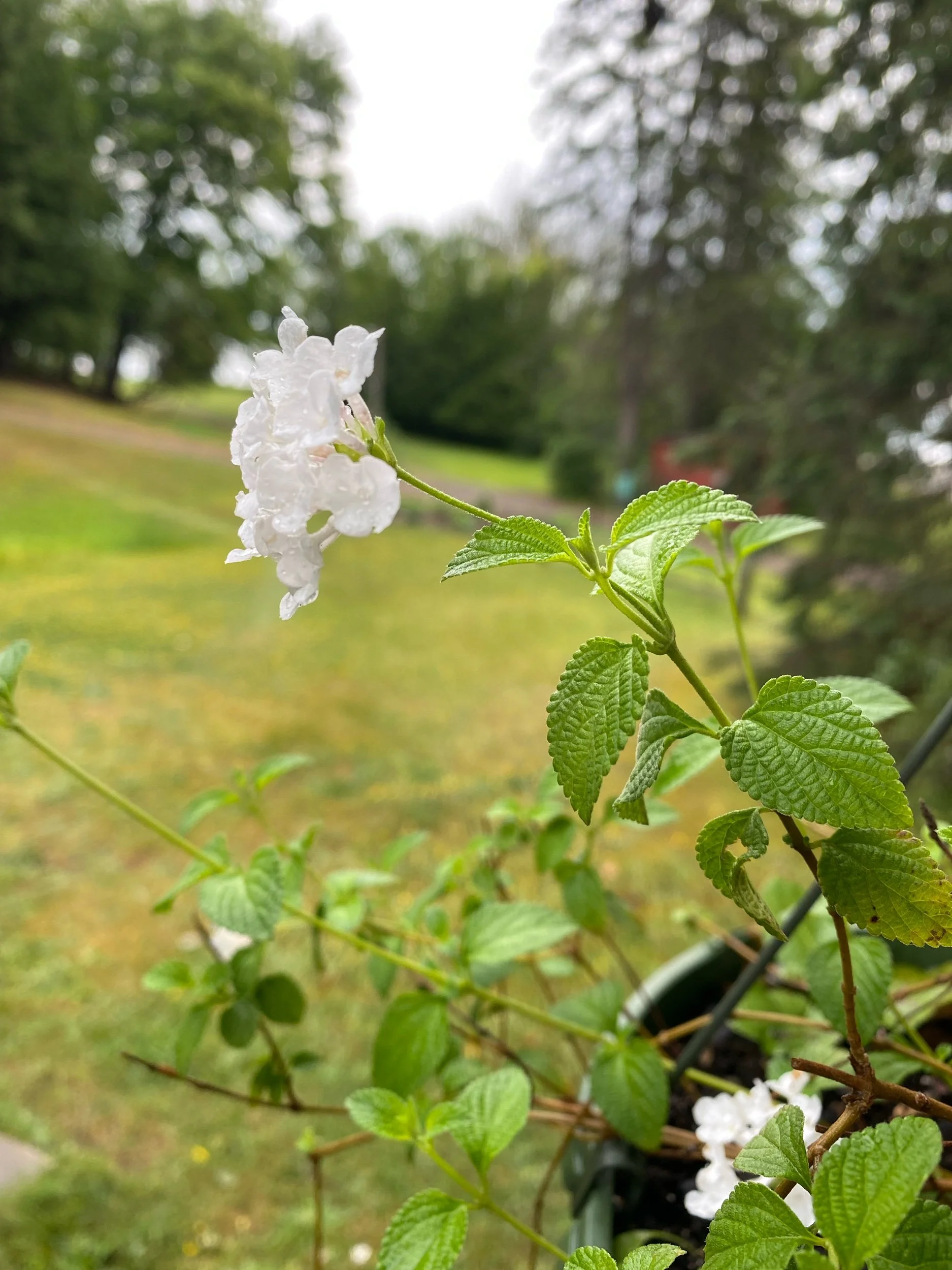Appreciating a rainy day
