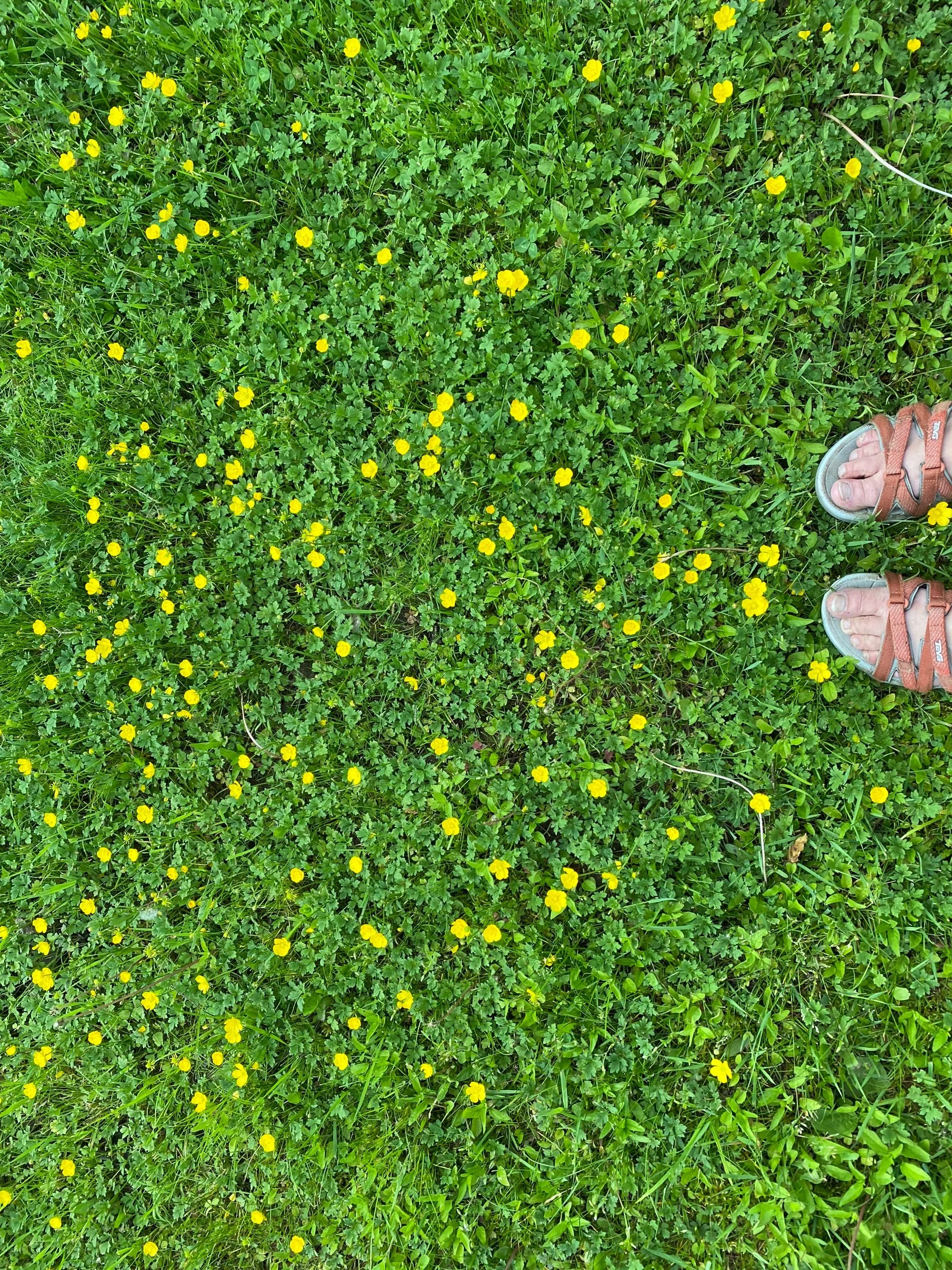 Live fast, tread lightly