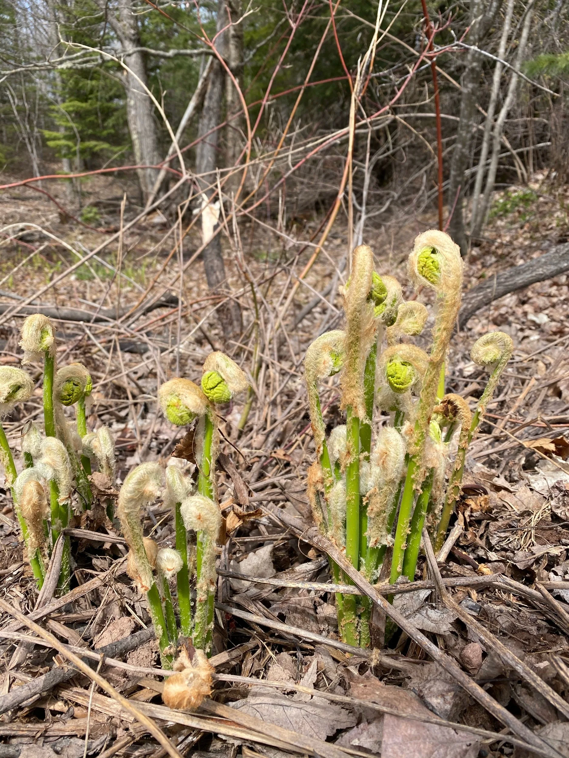 Nature’s forward motion