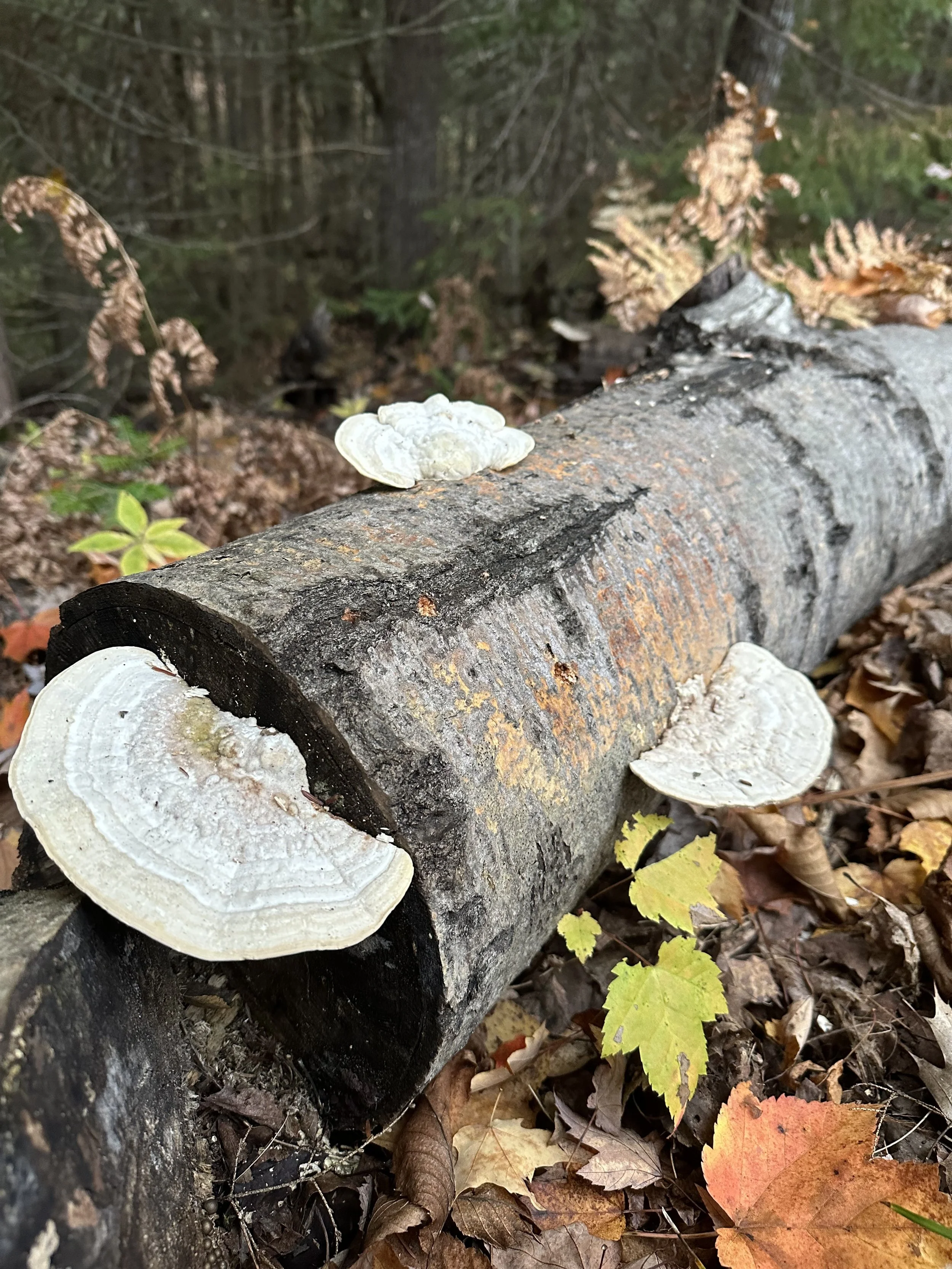 image_67231489.JPG