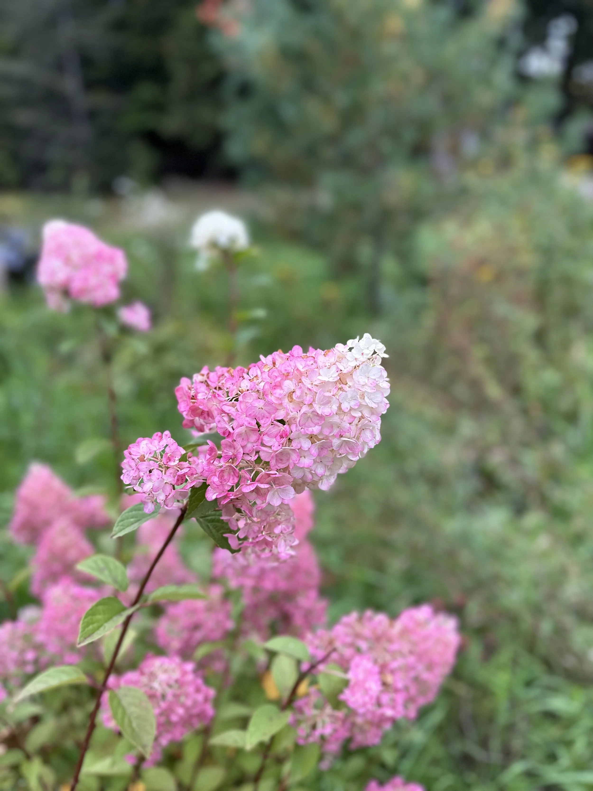 IMG_3024.jpeg