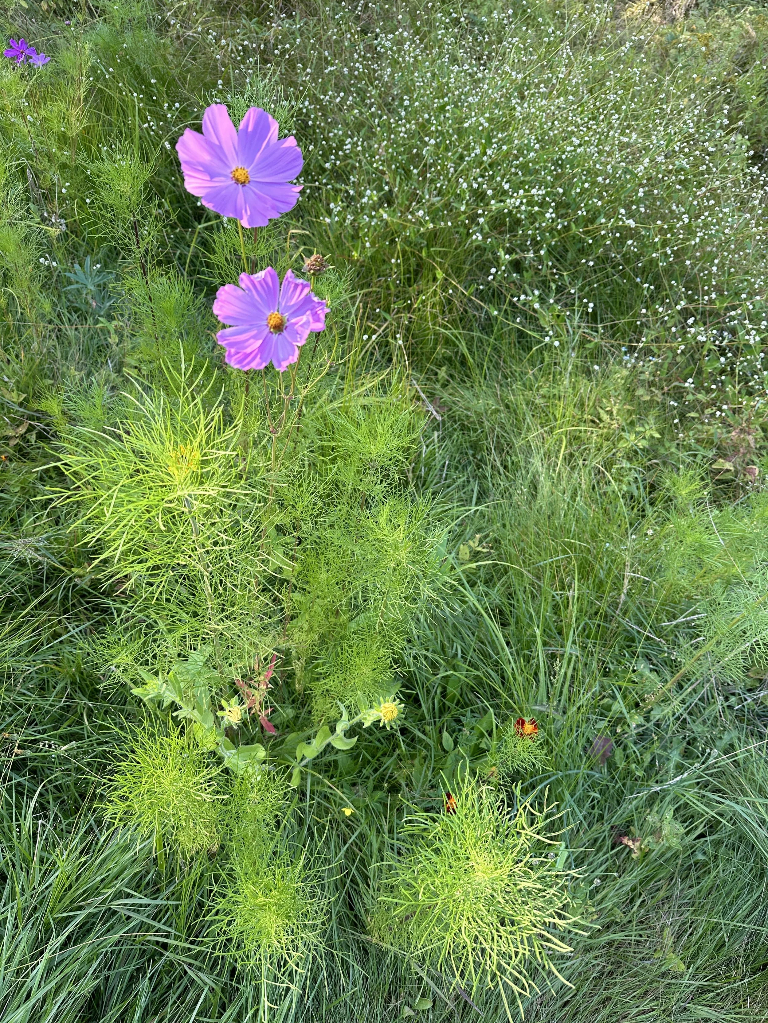 IMG_2837.jpeg