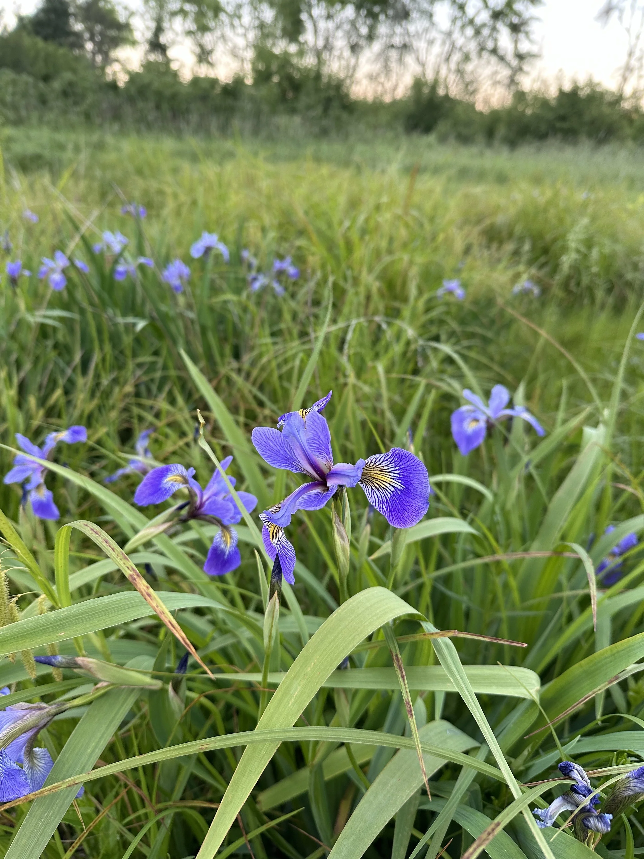 IMG_6006.jpeg