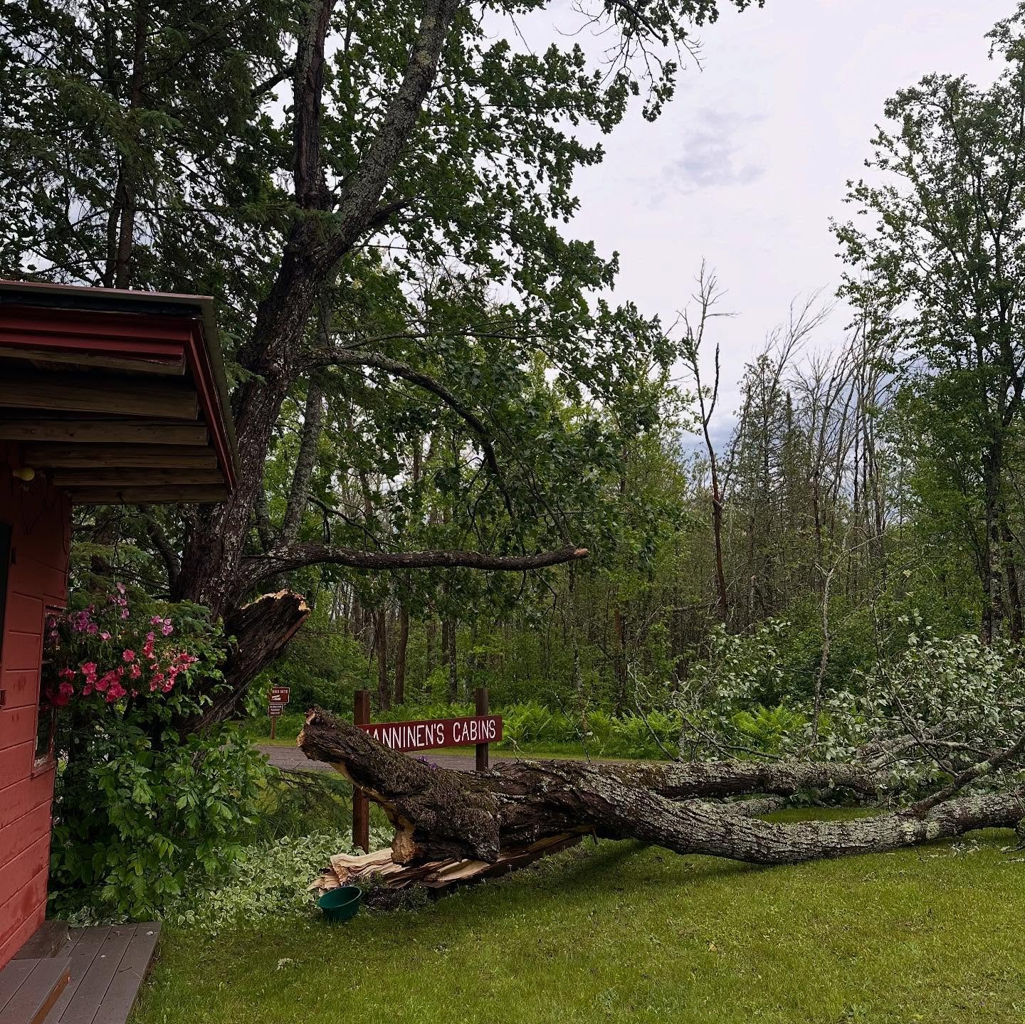 Happy Juhannus (midsummer/solstice)! Ours started off with a bang as severe thunderstorms and high winds downed part of an old maple at the entrance to the cabins. Thankfully damage was minimal. manninenscabins.com #happyjuhannus #midsummer #finnishh