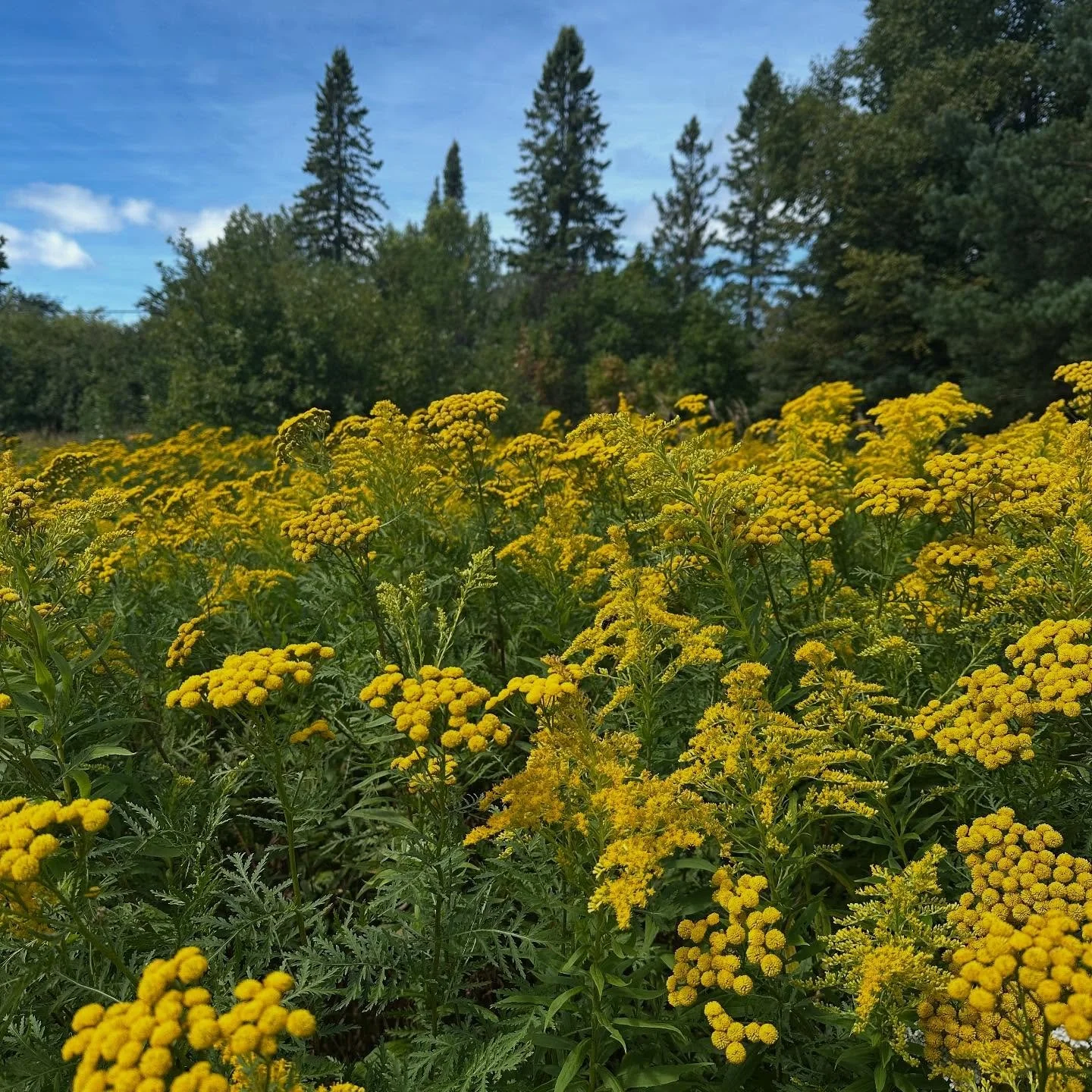 &lsquo;Tis the season 🤧 manninenscabins.com #hayfever #ragweed #goldenrod #tansy #otterlakelife #manninenscabins
