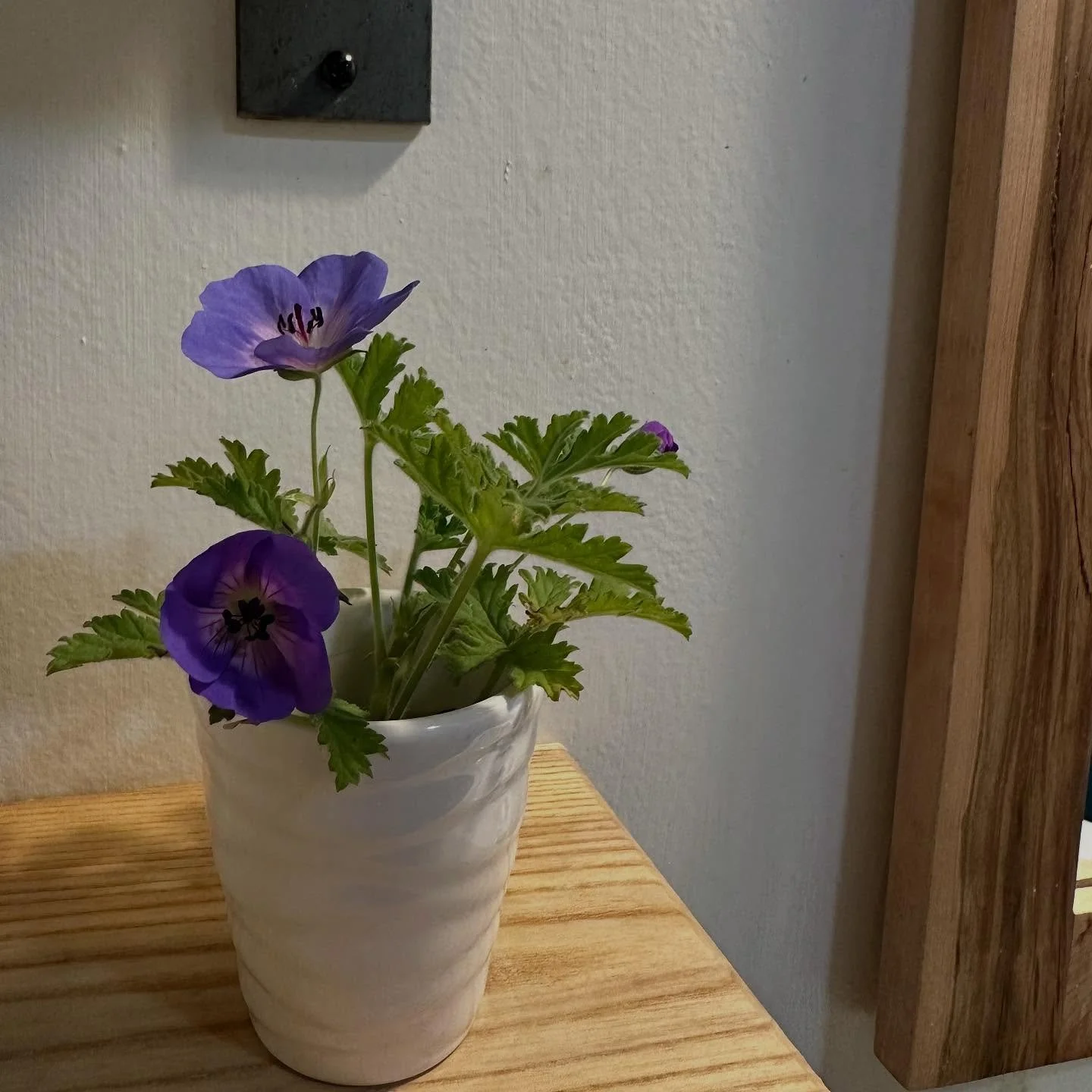 Late bloomers. manninenscabins.com #wildgeranium #fallblooms #latebloomers #otterlakelife #manninenscabins
