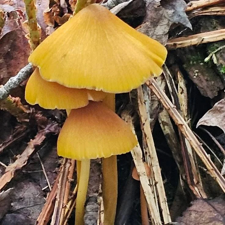 Nature is always full of surprises. What does your imagination see? On today’s yoopercabingrl blog: manninenscabins.com/cabin-blog/2025/10/26/what-do-you-see 📸 courtesy Keith Meyers