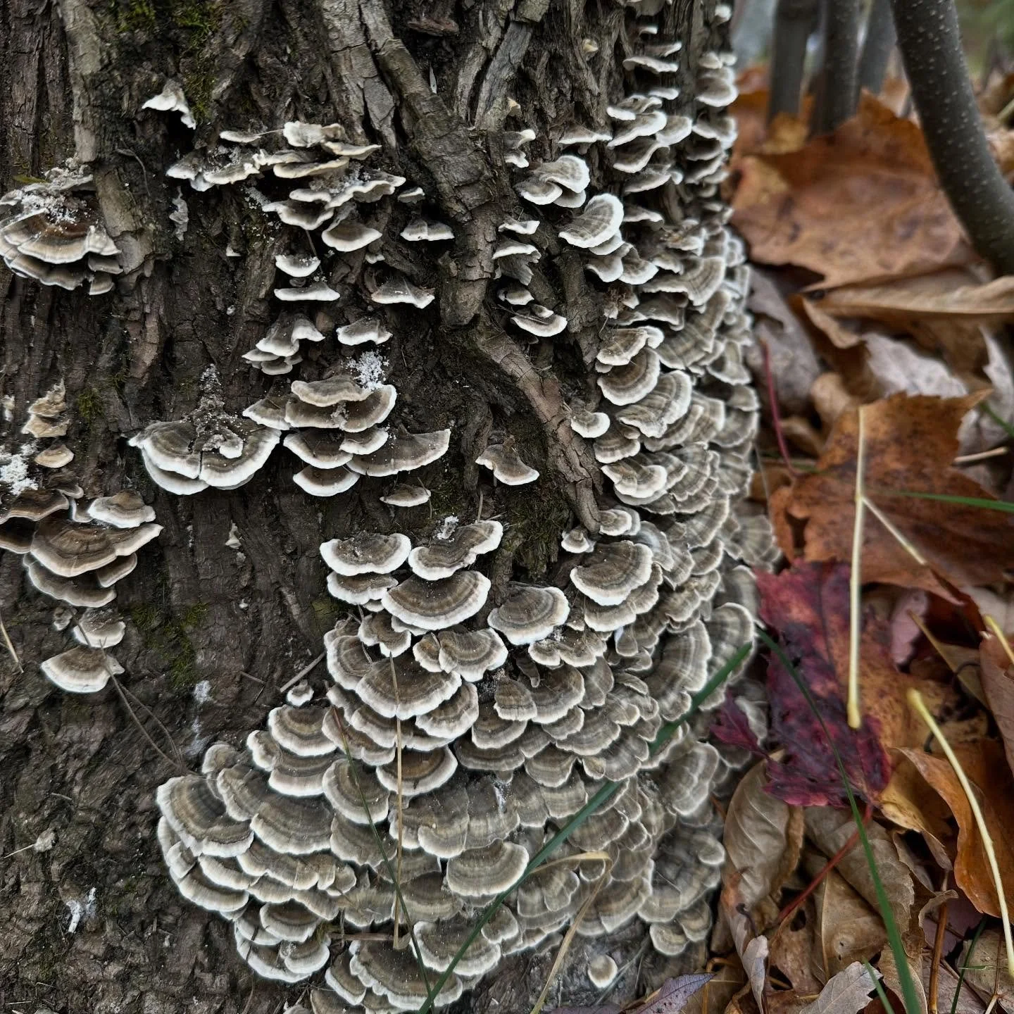Turkey tail mushrooms. Art in nature 💚 manninenscabins.com #artinnature #mushroomontree #turkeytailmushrooms #otterlakelife #manninenscabins