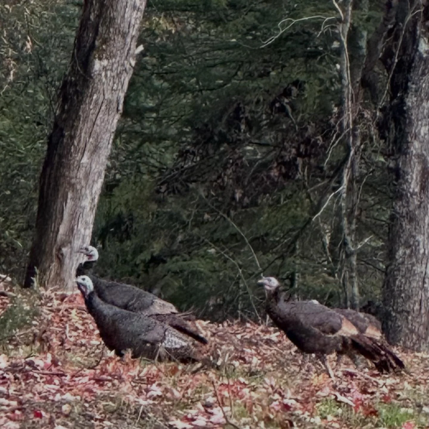 Give thanks for turkeys on today&rsquo;s yoopercabingrl blog: manninenscabins.com/cabin-blog/2025/11/26/the-ol-tom-turkey 🦃 Happy Thanksgiving!