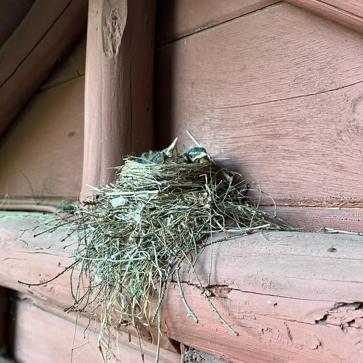 Bird nests