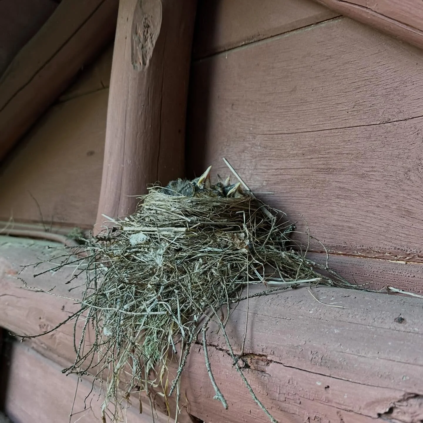 Our feathered friends are one of our surest harbingers of spring. Find a nest on today&rsquo;s yoopercabingrl blog: manninenscabins.com/cabin-blog/2026/3/8/bird-nests #birdnest #signsofspring #birdsareback #yoopercabingrlblog #manninenscabins