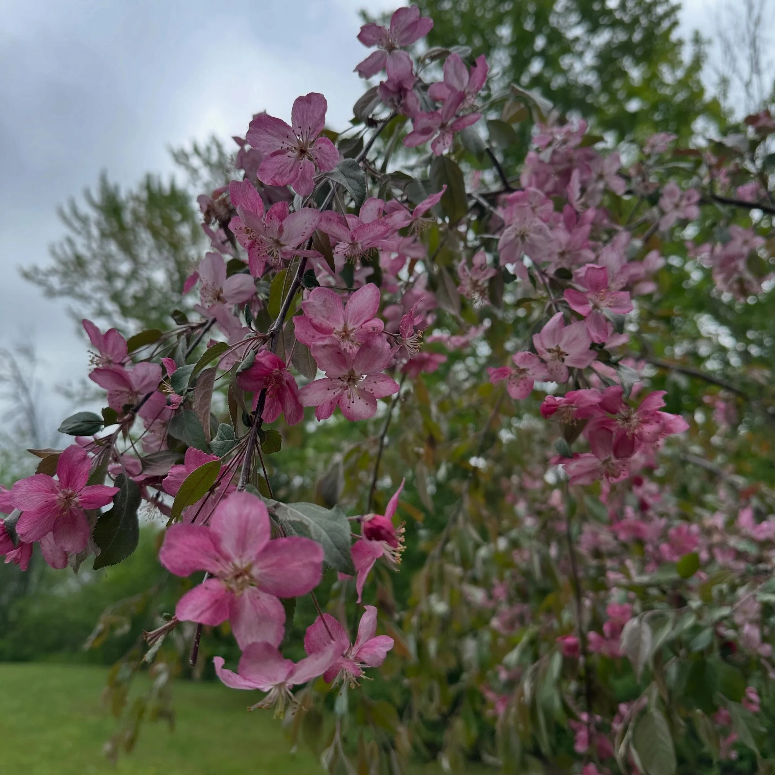 In full bloom 🌺 manninenscabins.com #otterlakelife #manninenscabins