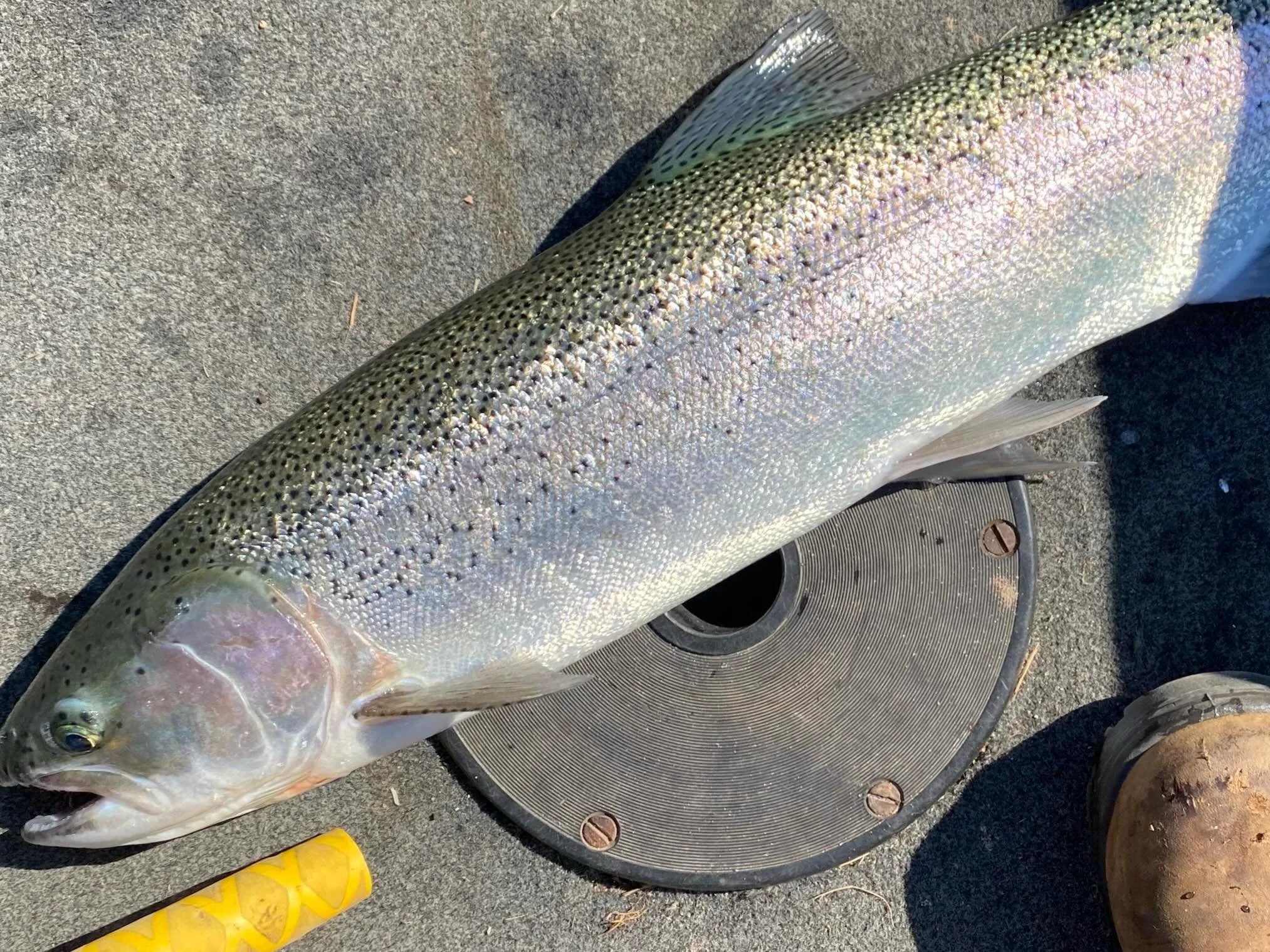 Rainbow trout caught June 7 🌈 manninenscabins.com #rainbowtroutfishing #otterlakelife #manninenscabins