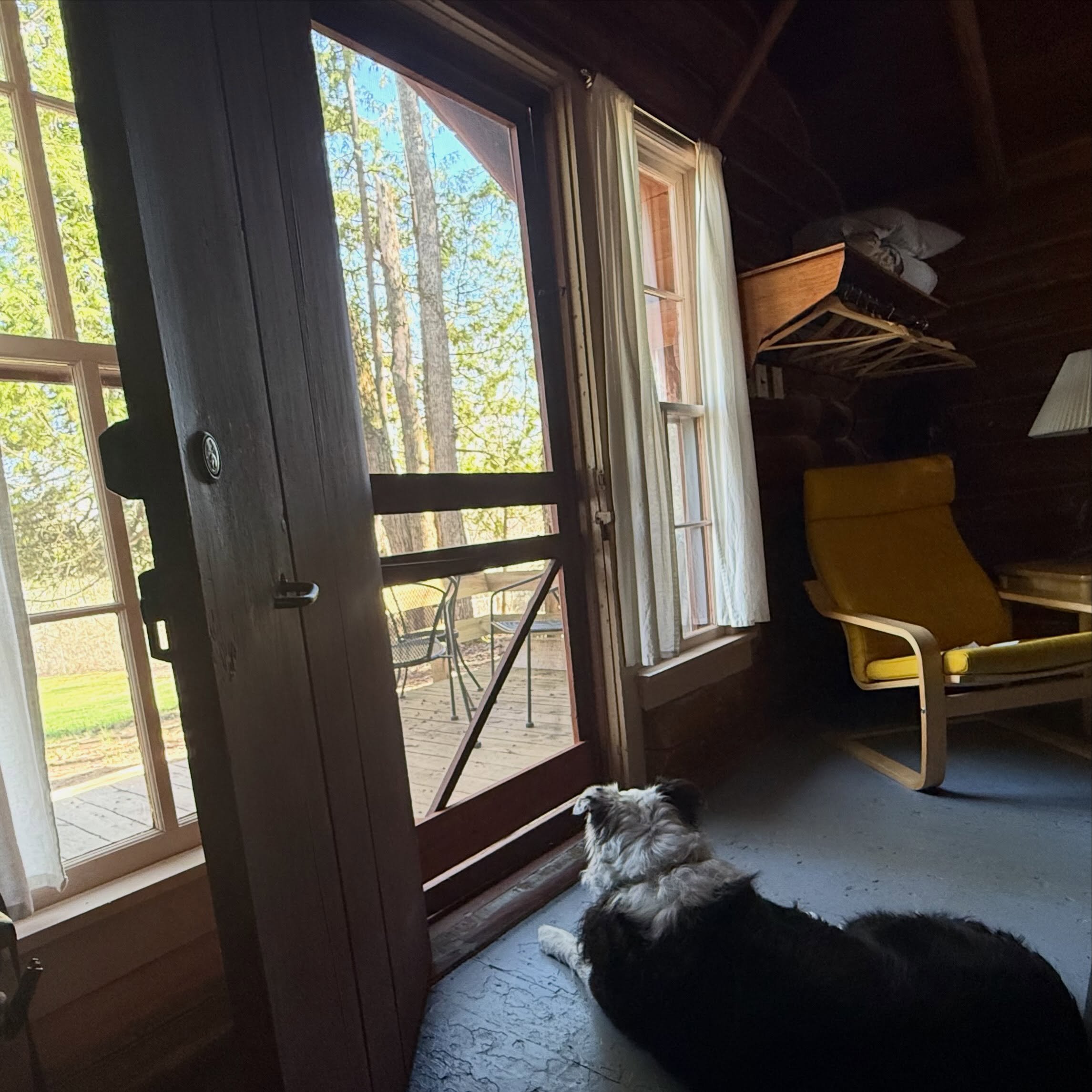 Pups like Murphy enjoy Manninen&rsquo;s Cabins 🐶 manninenscabins.com #pupswelcome #otterlakelife #manninenscabins