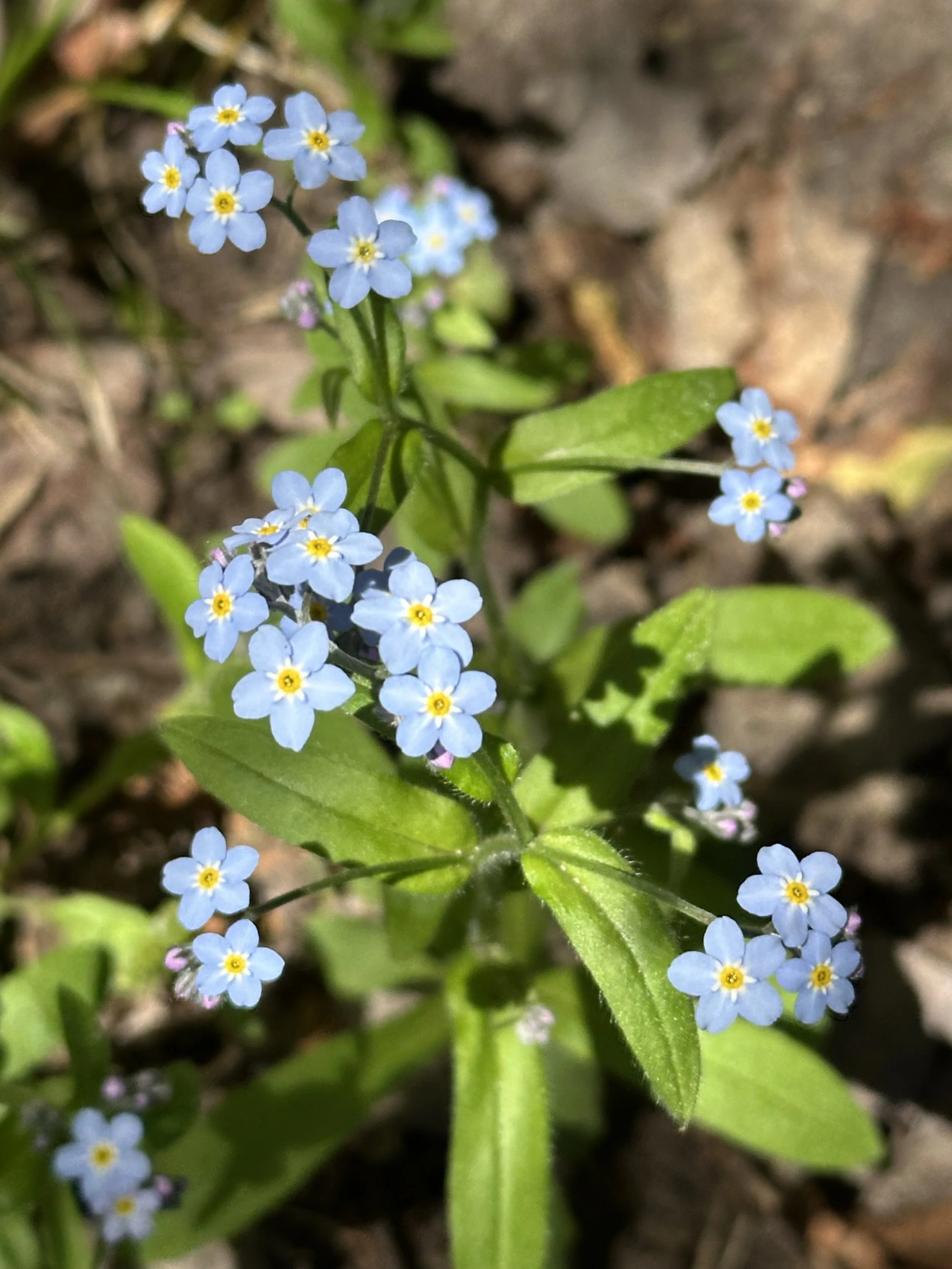 IMG_3116.jpeg