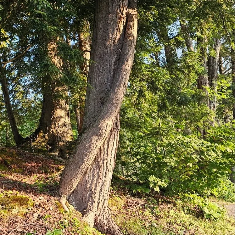 Some of our favorite &ldquo;hugging&rdquo; trees on the property. Photos by Phyllis Clark 💚💚manninenscabins.com #otterlakelife #manninenscabins