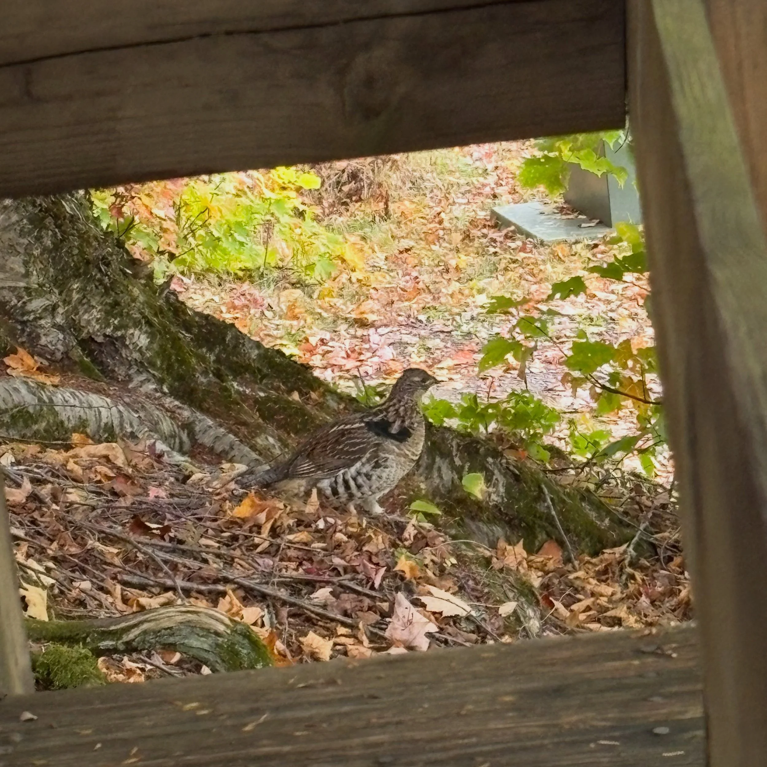 This grouse was visiting the Yksi cabin. manninenscabins.com #otterlakelife #manninenscabins