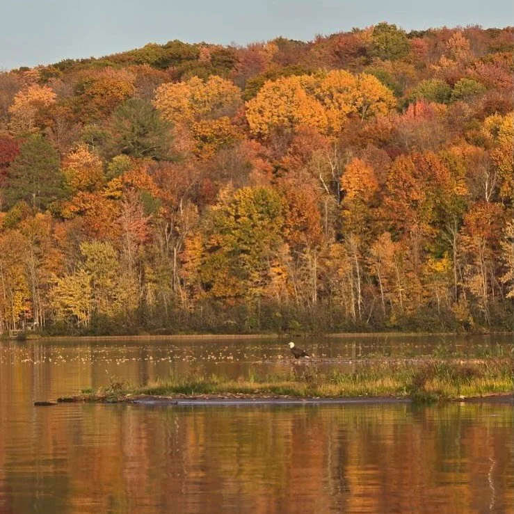 An eagle surveys the color around Otter Lake. Photo by Suzanne Prentice 🦅 manninenscabins.com #baldeagle #otterlakelife #manninenscabins
