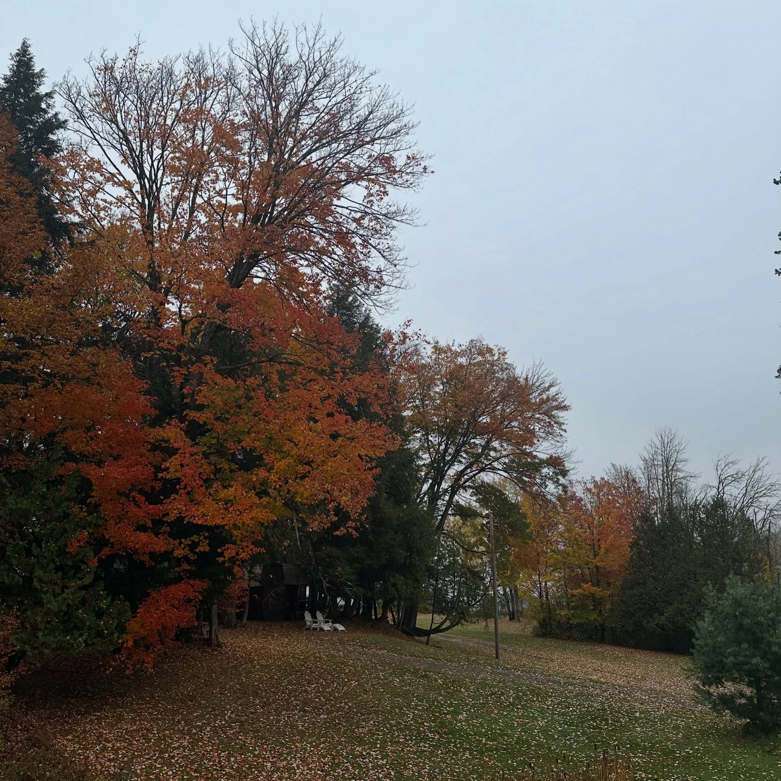 Last gasps of autumn here as the blanket of leaves on the ground increases. But still beautiful. Manninen&rsquo;s Cabins closes for the season on Oct. 17. We&rsquo;ll reopen on May 8, 2027. manninenscabins.com
