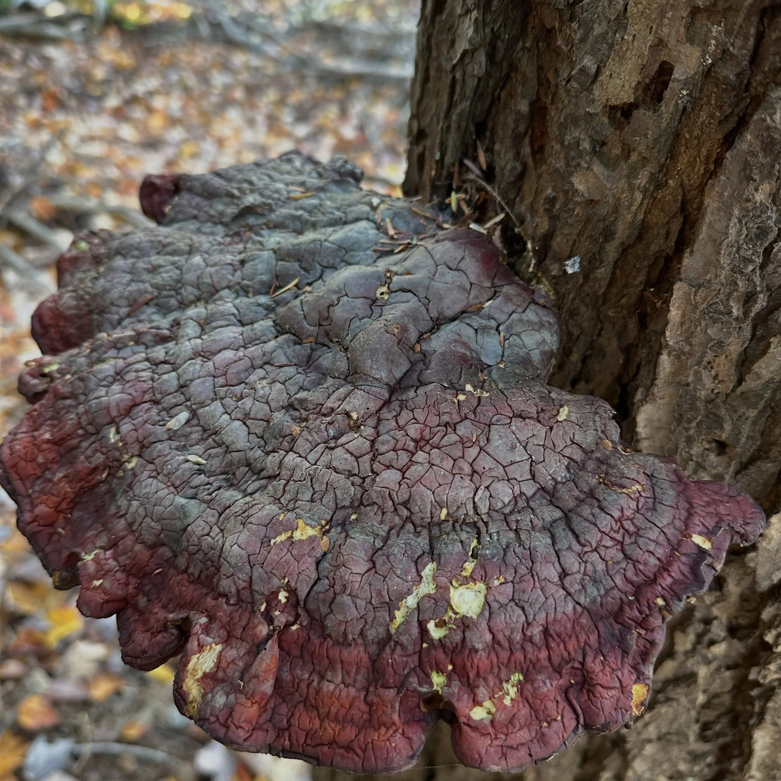 Turkey tail mushrooms with their fan-shaped, multicolored caps with concentric rings, grow year-round in Michigan on dead hardwood logs. This one is particularly beautiful. manninenscabins.com #otterlakelife #manninenscabins