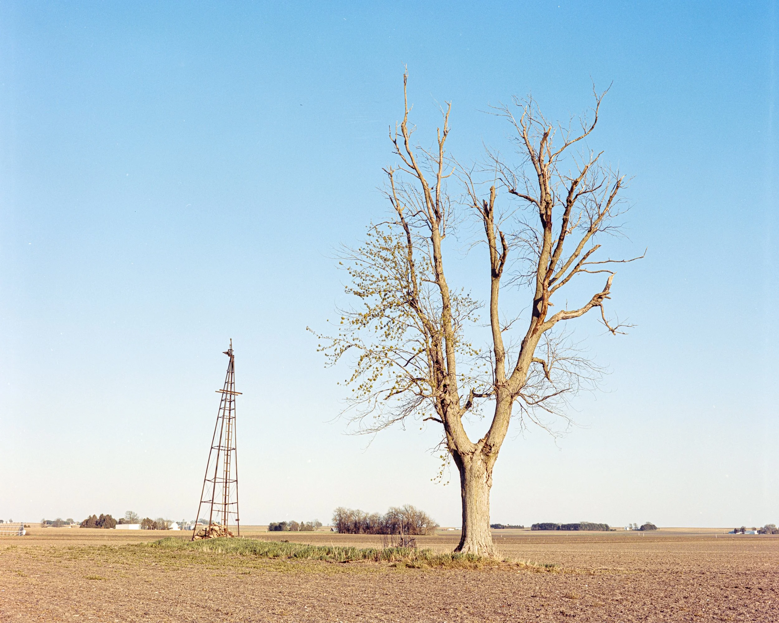 Windmill & Tree, Cerro Gordo, IL, 2020