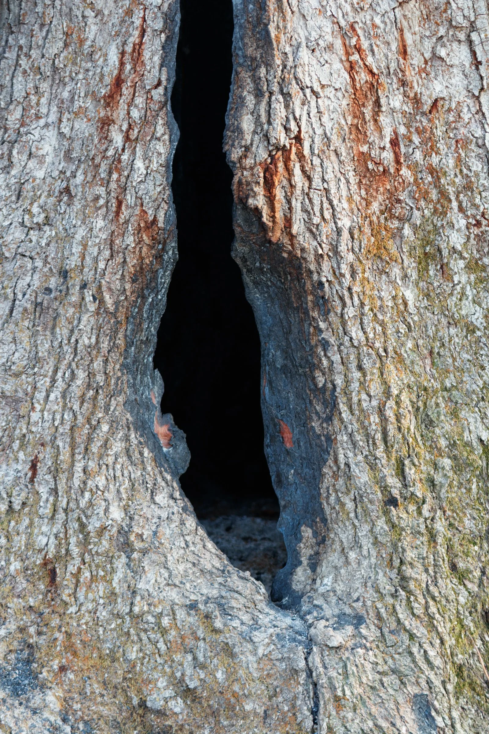 2018-04-17_MG_8968_Canon EOS 80D_JeffSmudde.jpg