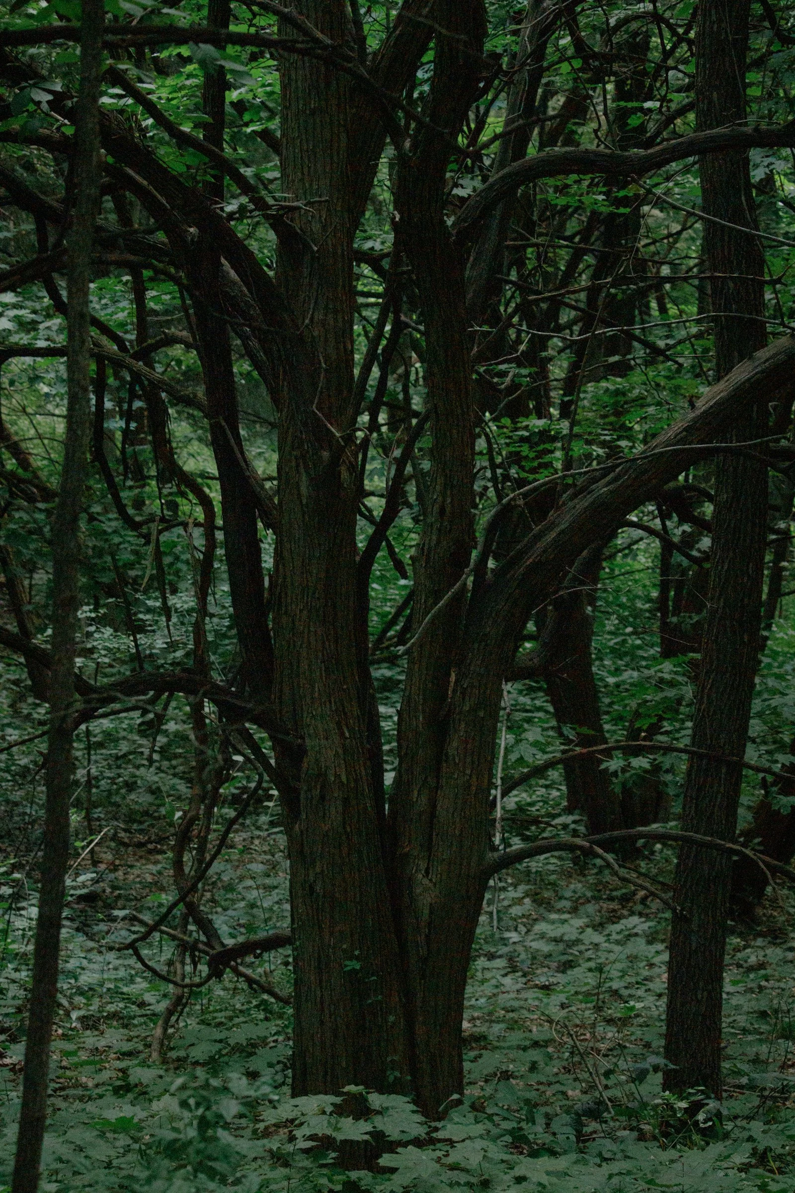 2017-07-29__MG_0827_Canon EOS 80D_JeffSmudde.jpg