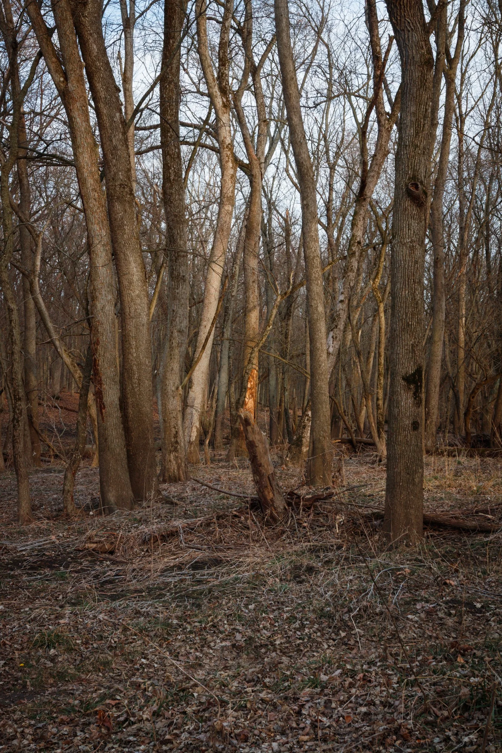 2018-03-10_MG_3153_Canon EOS 80D_JeffSmudde.jpg