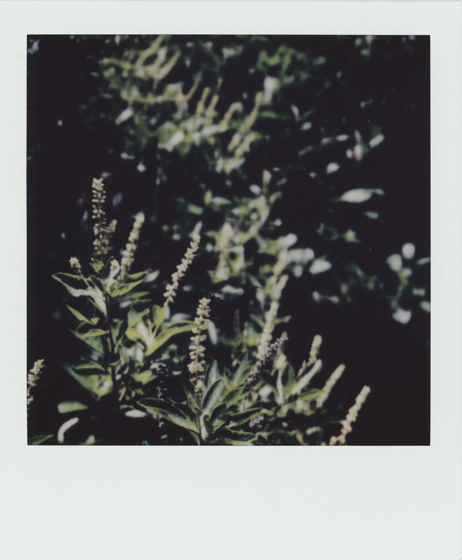 Polaroid_WEB__0014.jpg