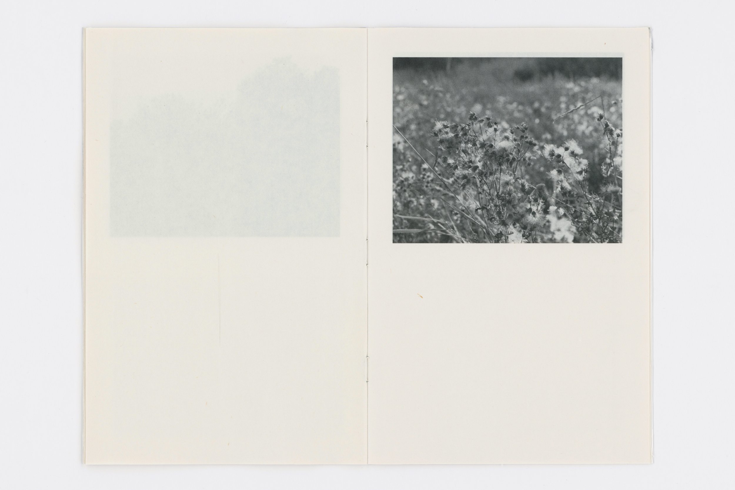 prairie4 (L+R) (600.00 dpi) (001)_RAW.jpg