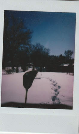 Screen Shot 2022-03-22 at 1.31.45 PM.png