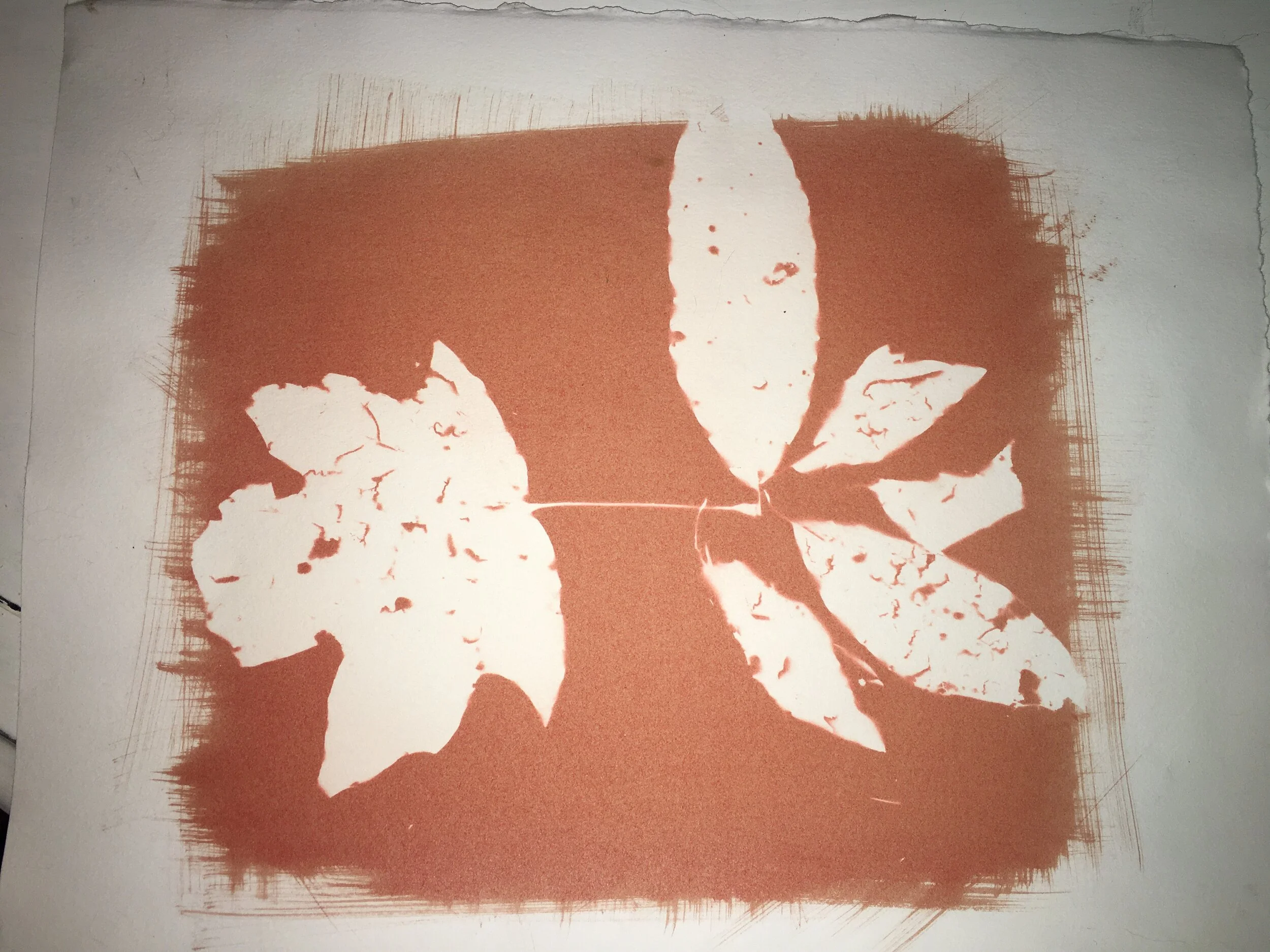 Leaves - Gum Bichromate