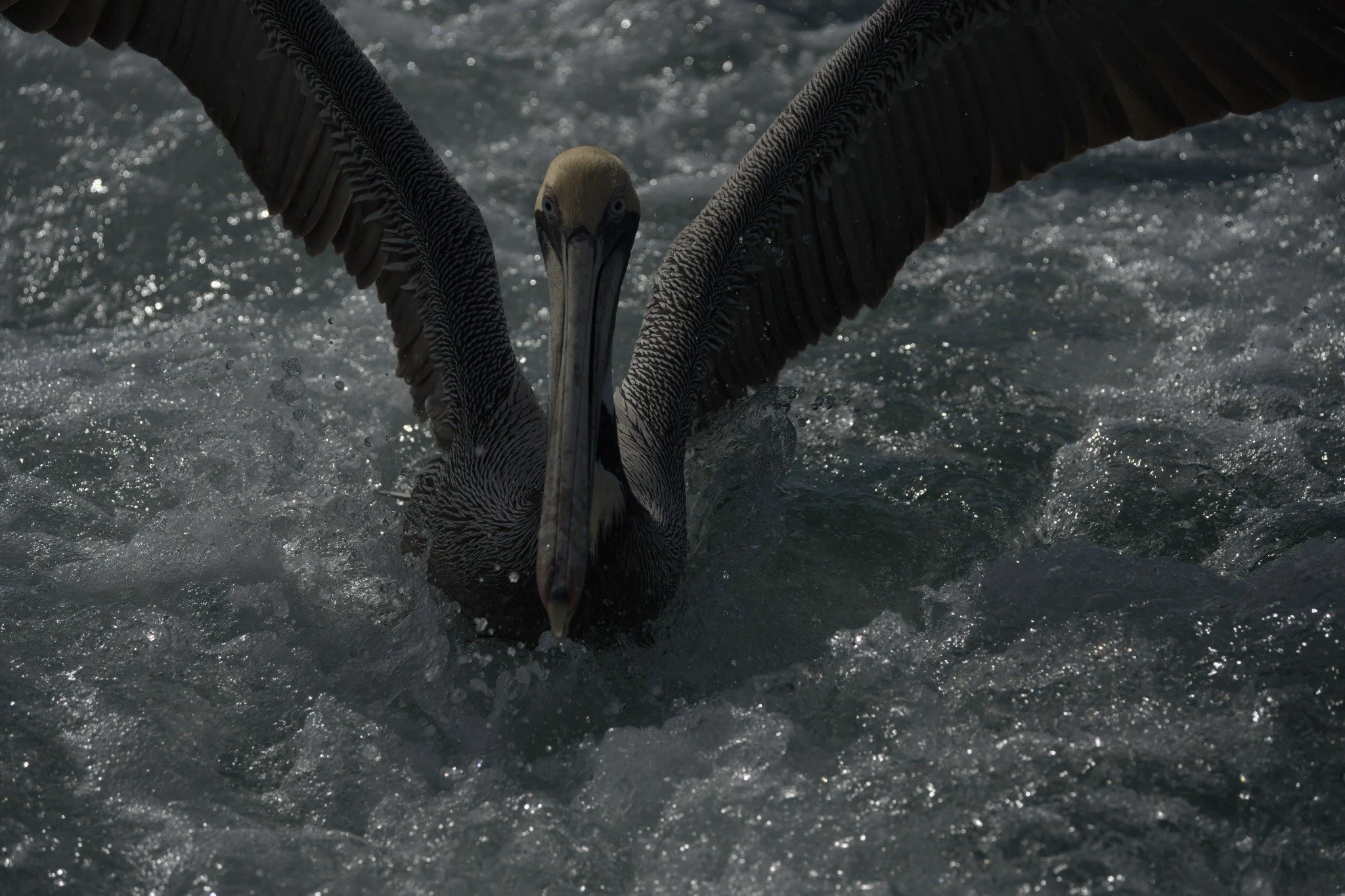 Pelican spreading its wings in sunlit water — before editing