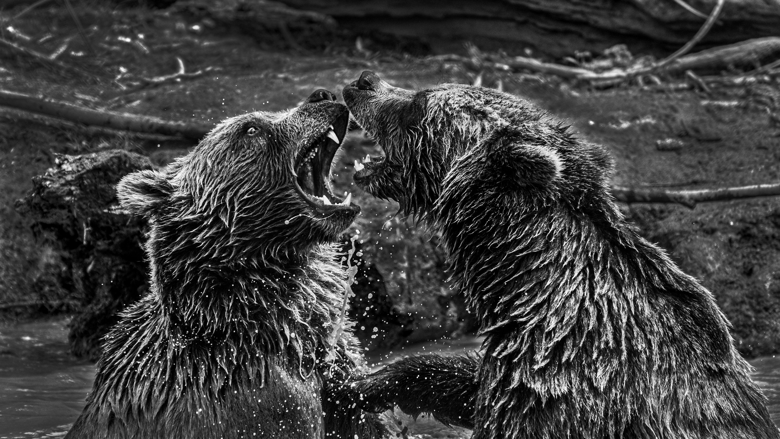Bears fighting.jpg