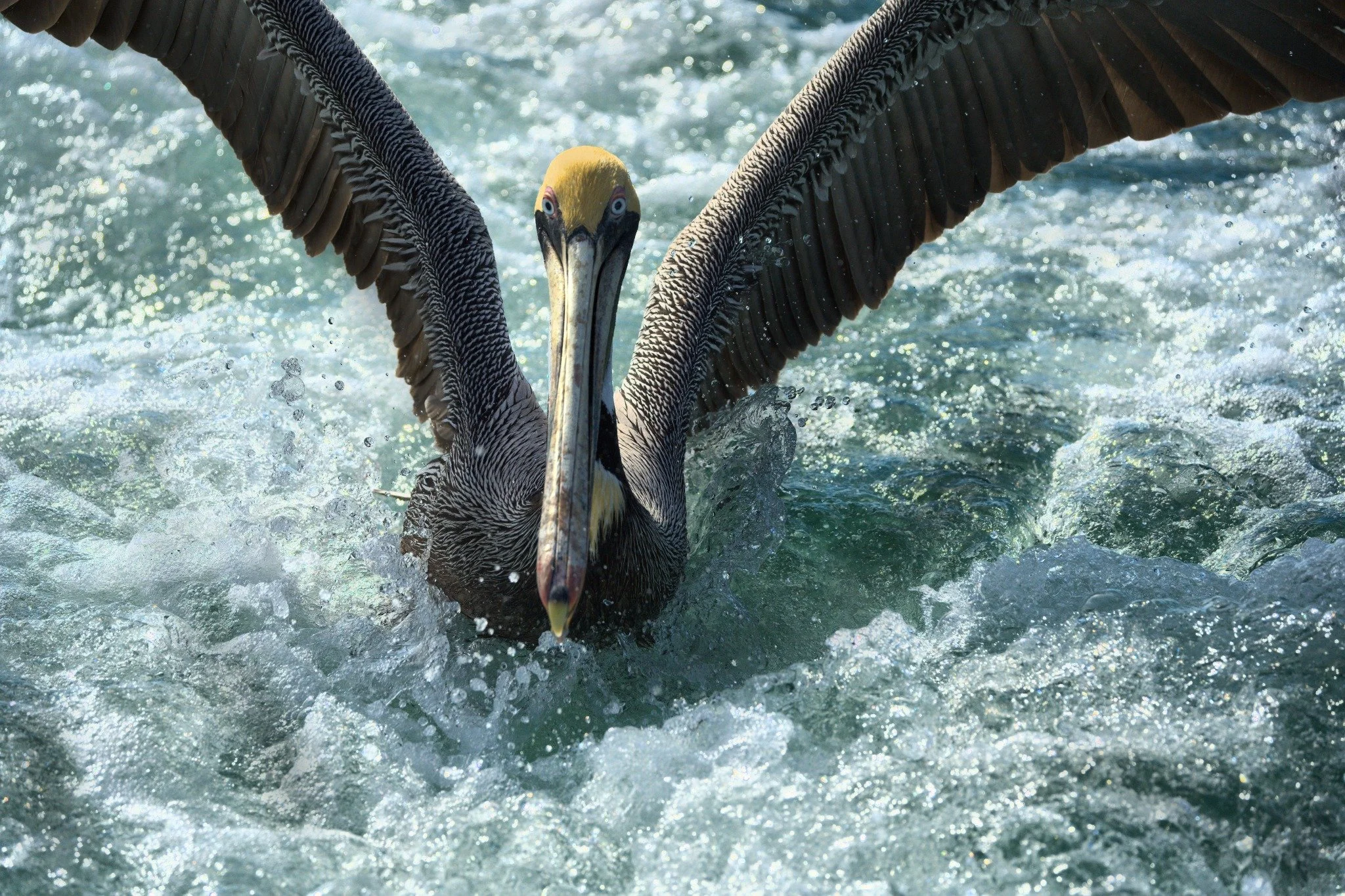 Pelican spreading its wings in sunlit water — after editing in Focus Lab