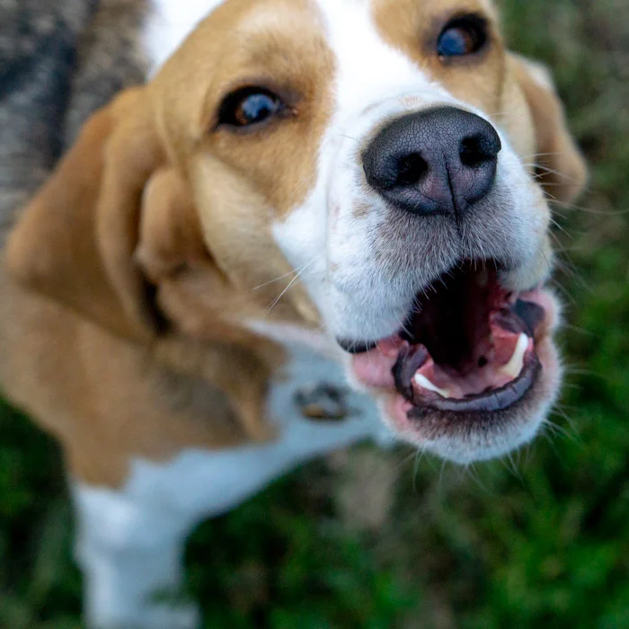 Oliver