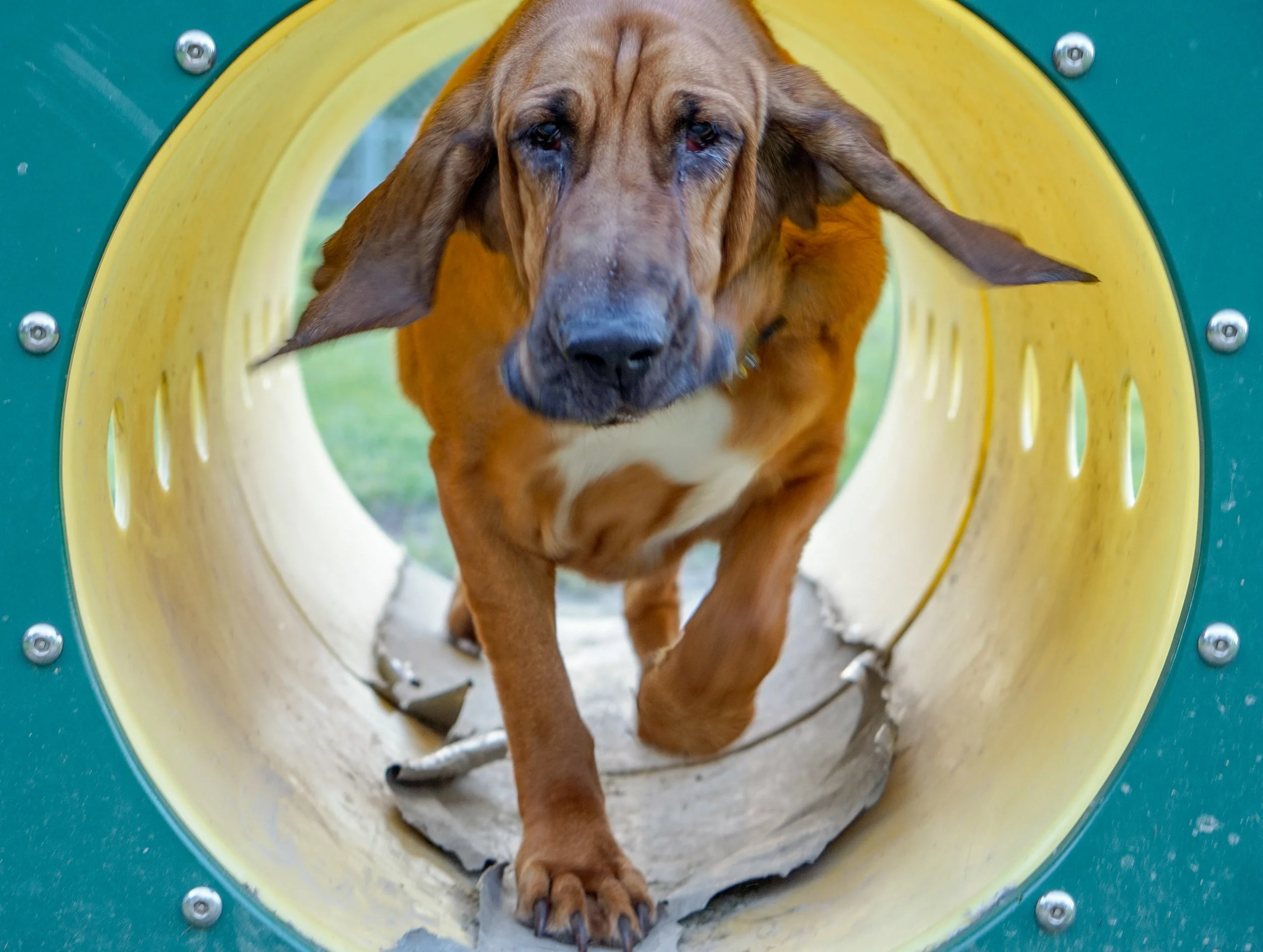 Roscoe