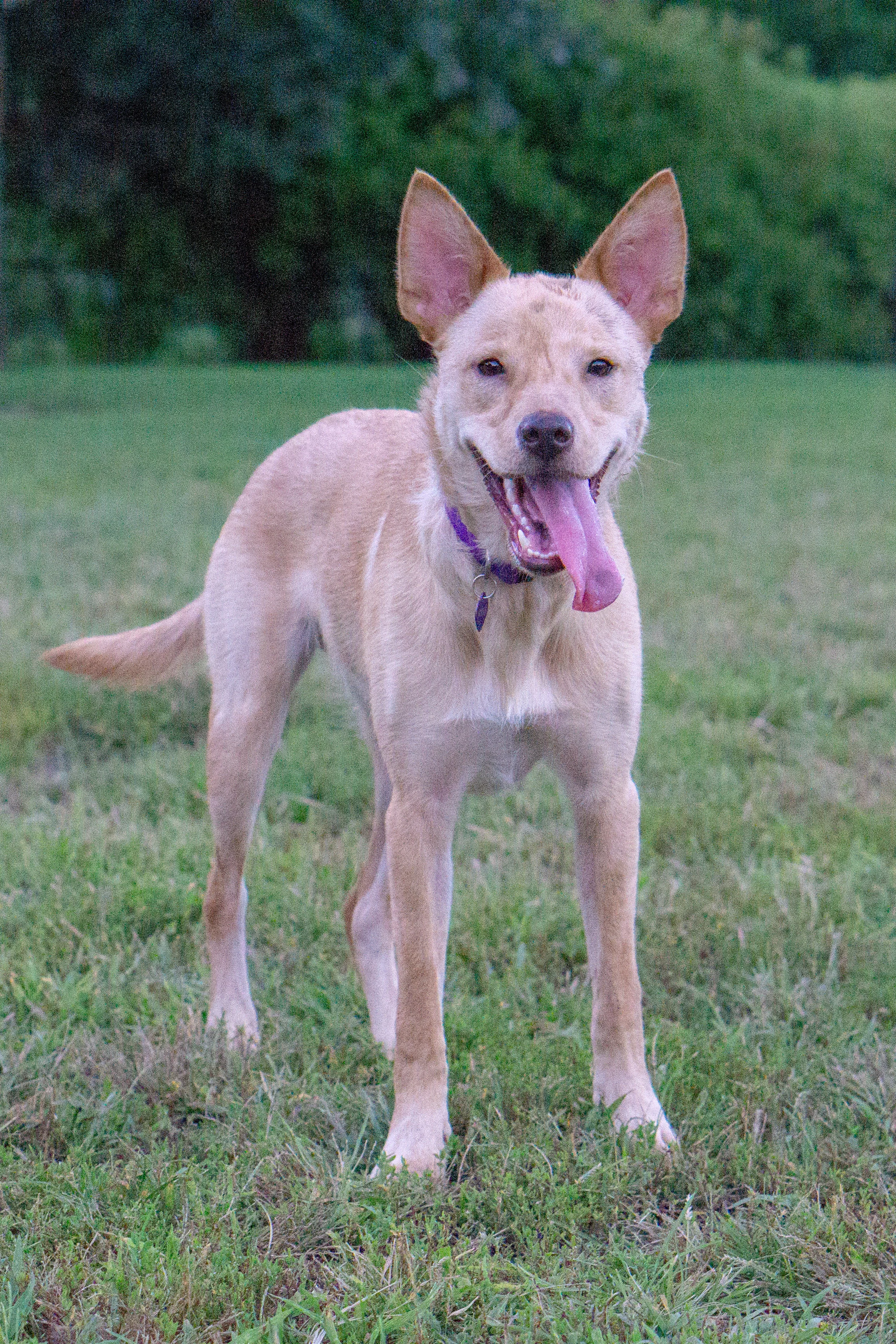 Augie