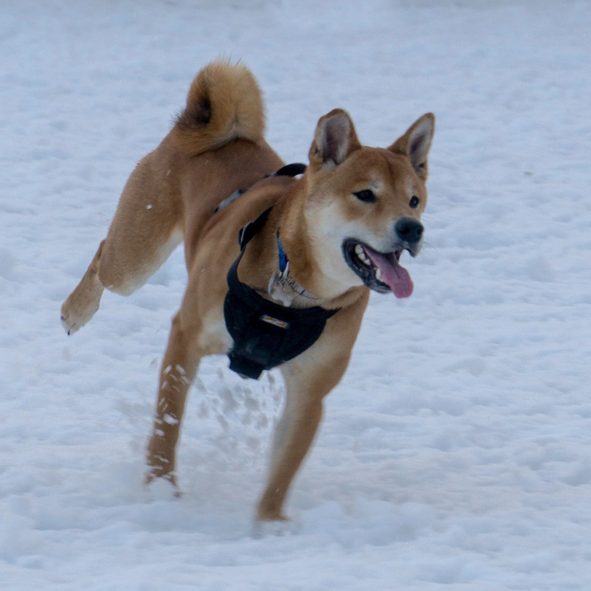 Shiba Inu