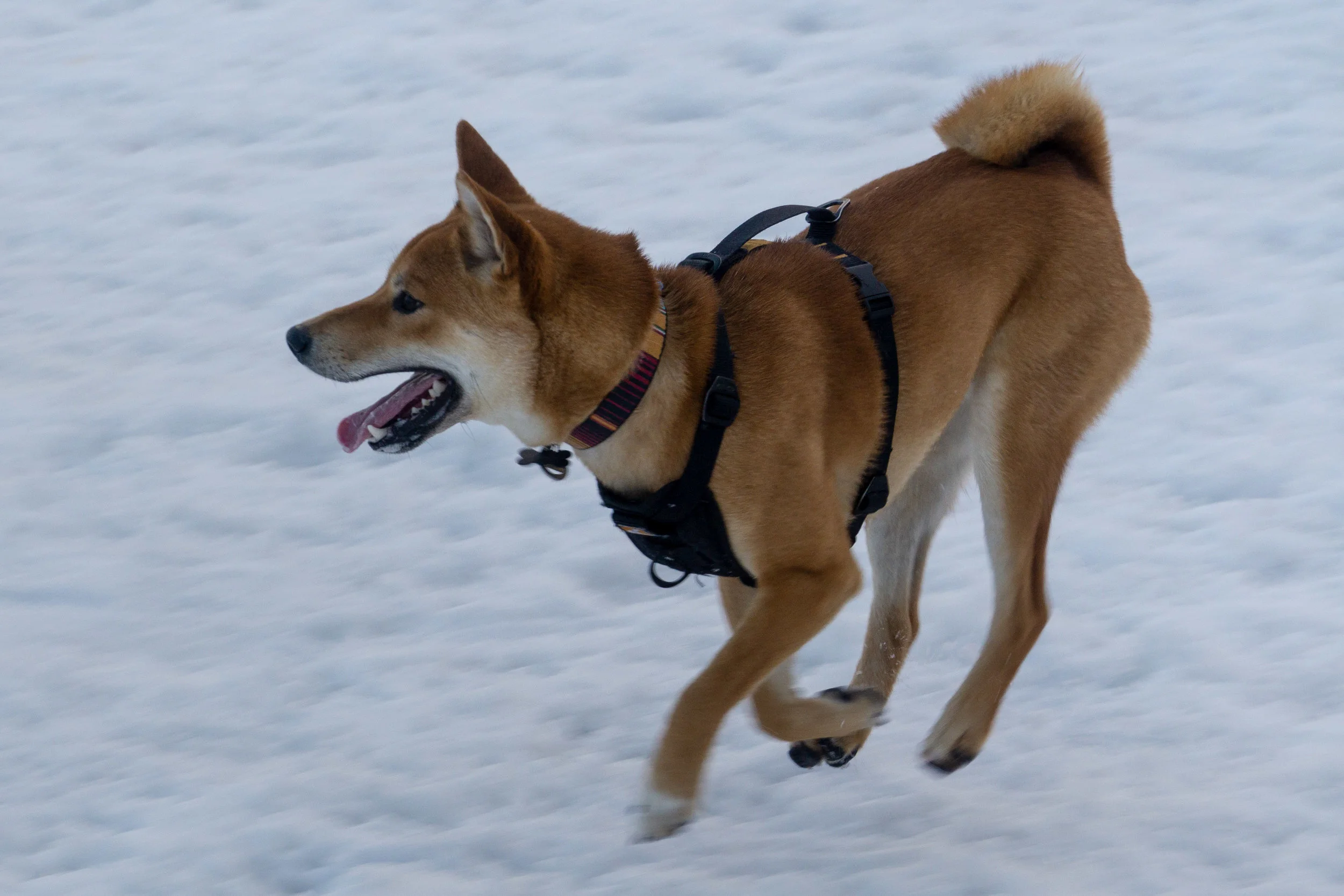 Shiba Inu