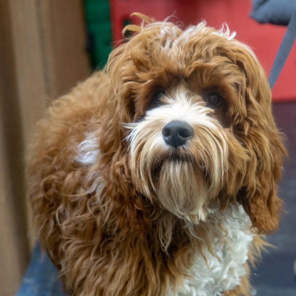 2019-01-26_Unleashed_PuppyClass (4 of 78).jpg