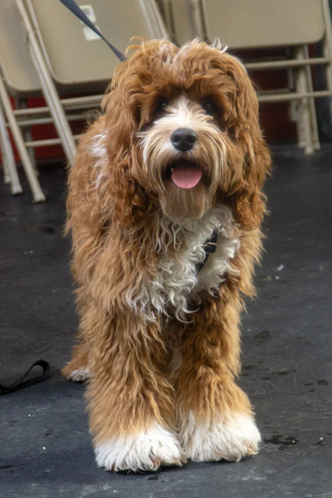 2019-01-26_Unleashed_PuppyClass (5 of 78).jpg