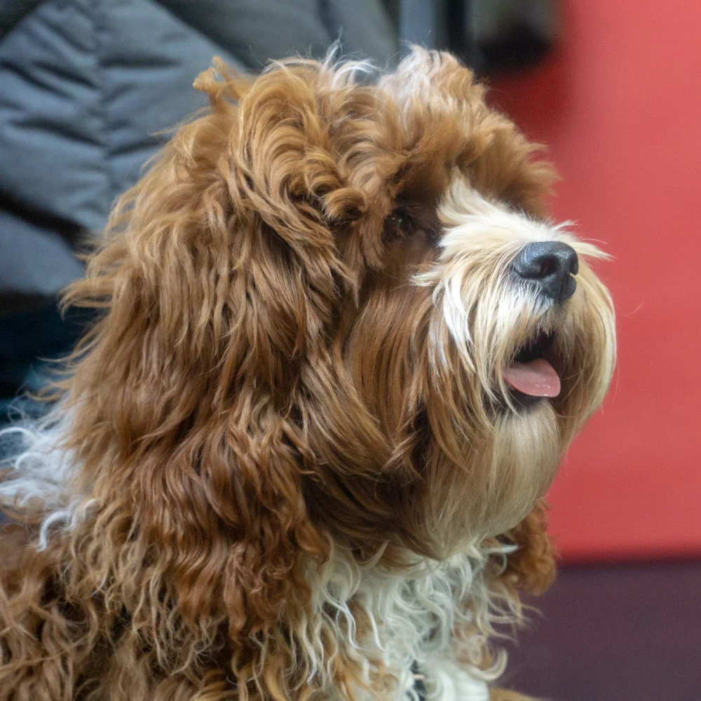 2019-01-26_Unleashed_PuppyClass (7 of 78).jpg