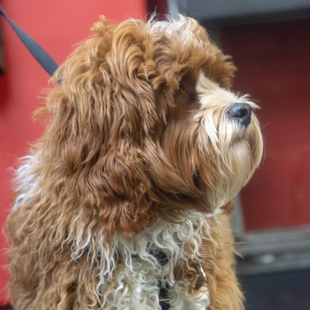 2019-01-26_Unleashed_PuppyClass (9 of 78).jpg