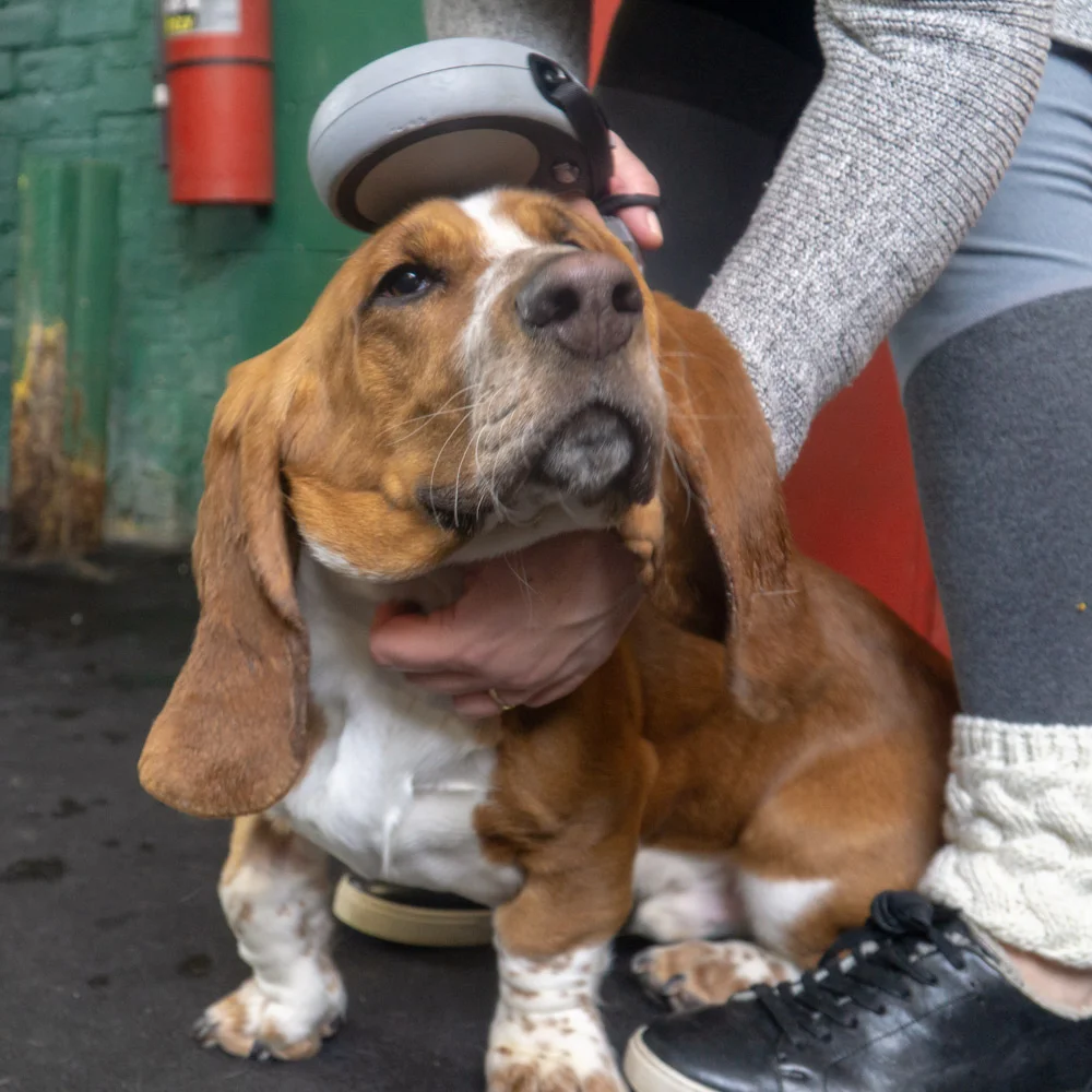2019-01-26_Unleashed_PuppyClass (10 of 78).jpg