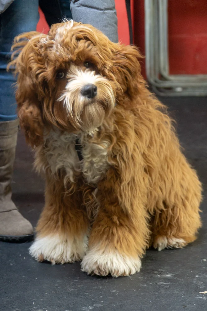 2019-01-26_Unleashed_PuppyClass (12 of 78).jpg