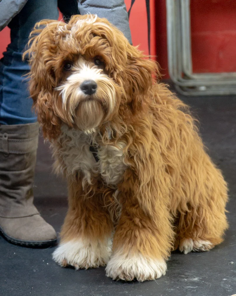 2019-01-26_Unleashed_PuppyClass (13 of 78).jpg