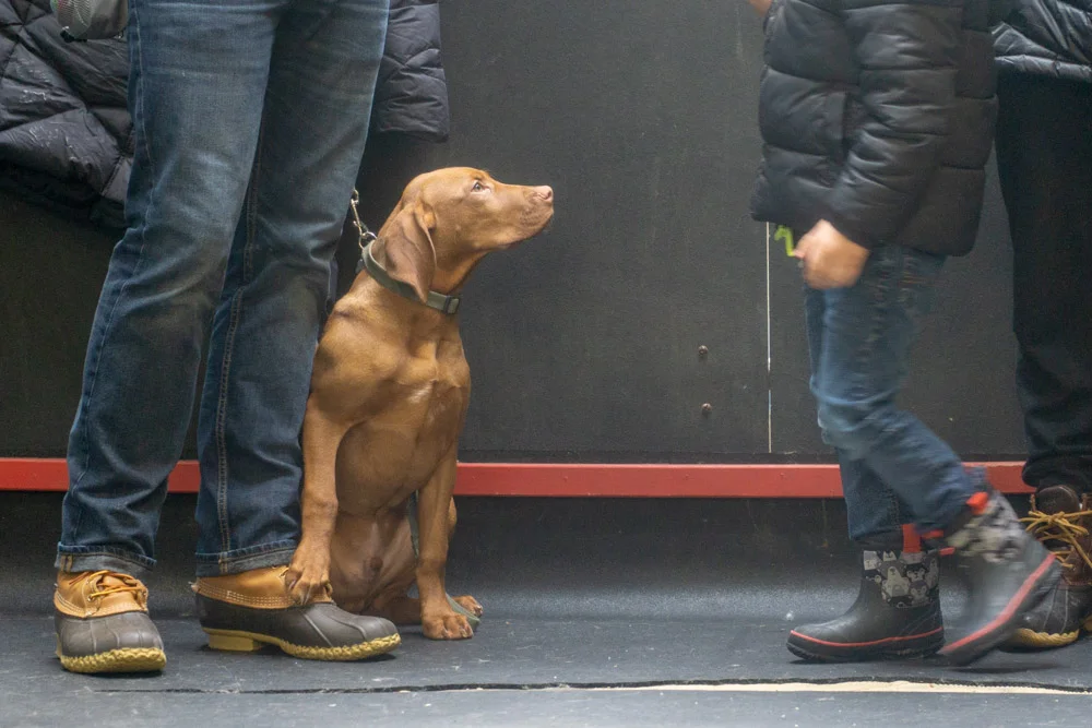 2019-01-26_Unleashed_PuppyClass (17 of 78).jpg