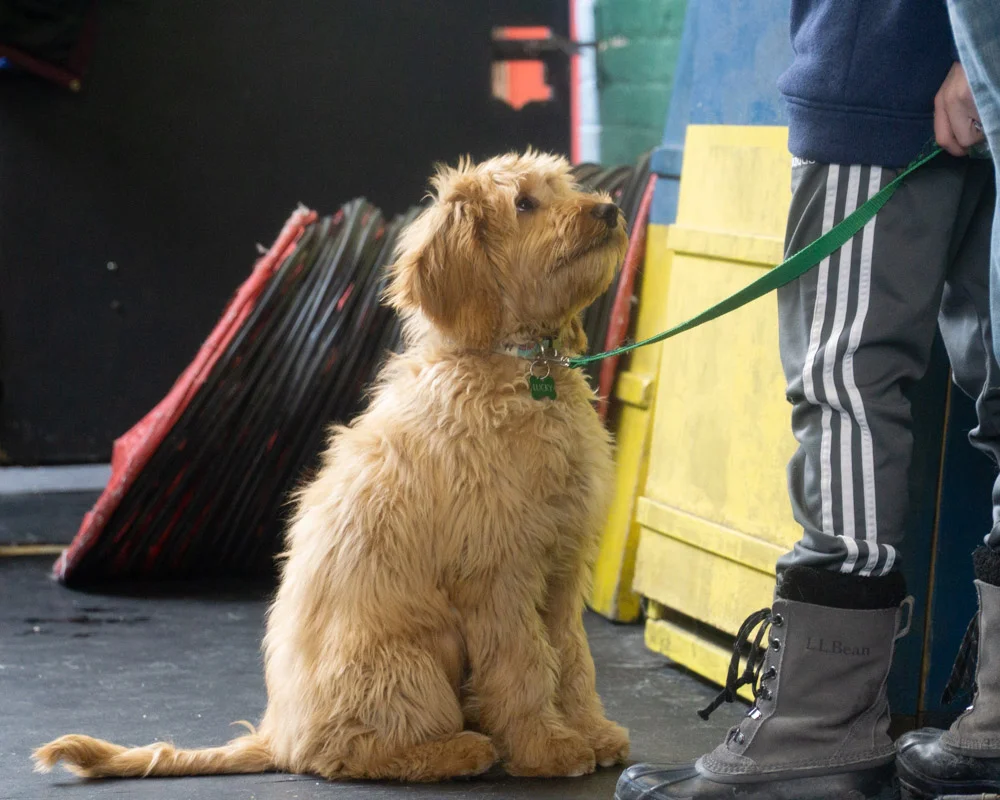 2019-01-26_Unleashed_PuppyClass (19 of 78).jpg